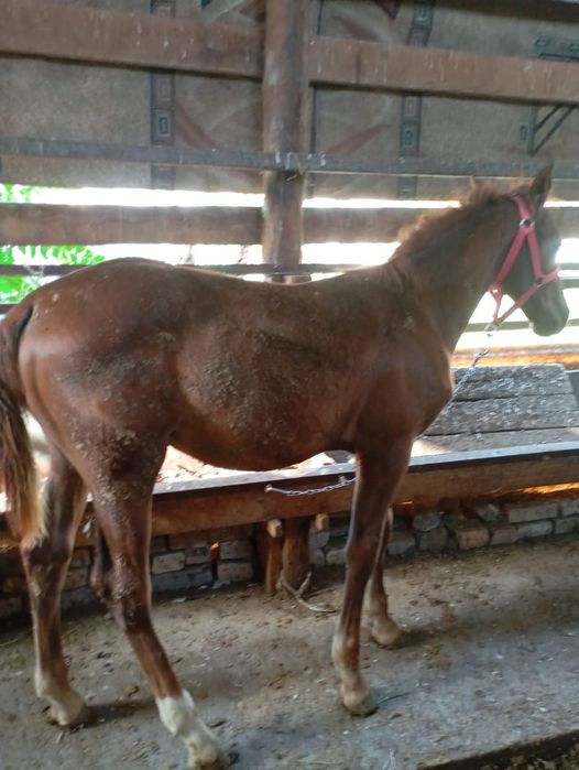 Тай майда 1 Жаска толады