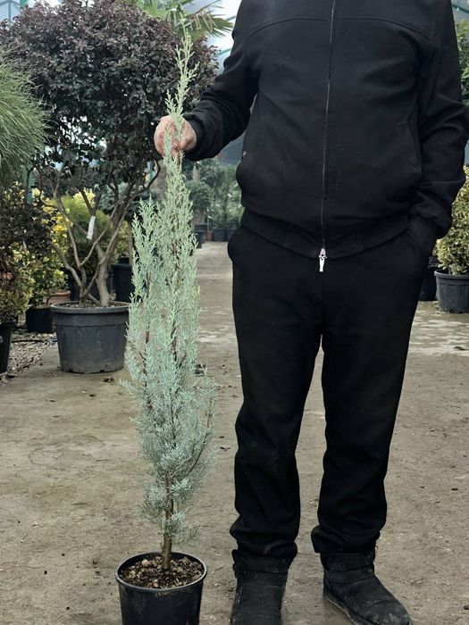 Аризонский кипарис 1 -1,20 m