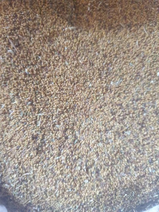 Vând sămânță de lucernă