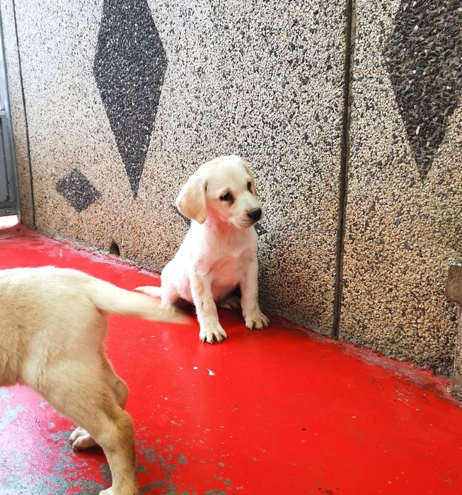 Лабрадор ретривър