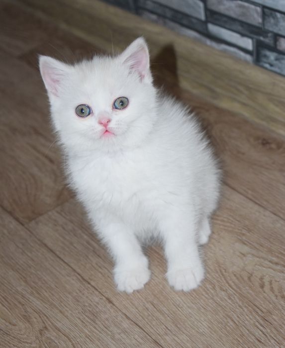 Шотландские чистокровные мальчики