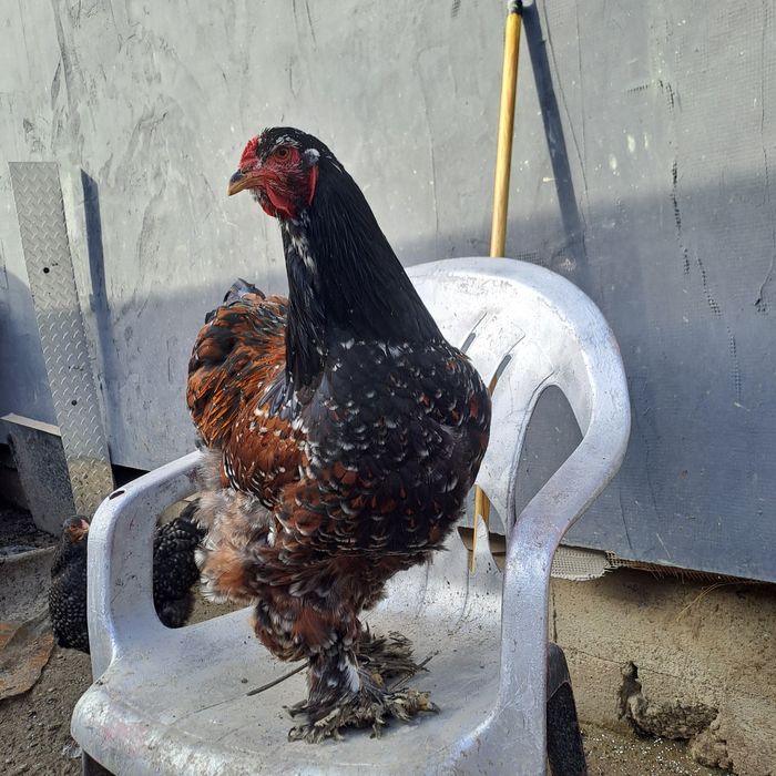 Brahma cauta casa noua