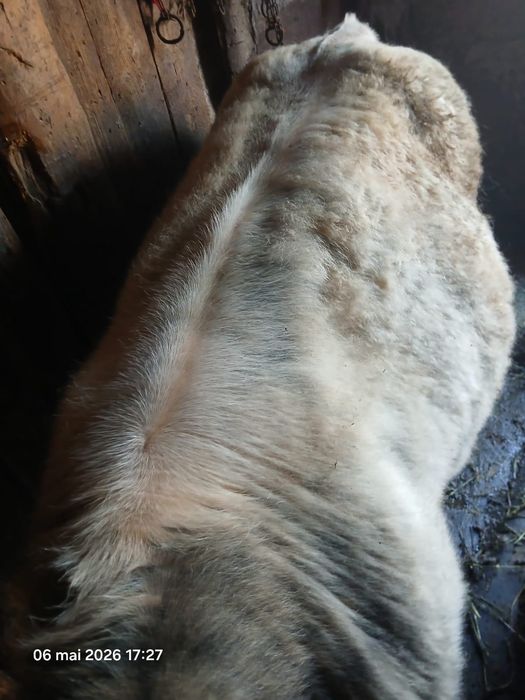 Vând vițel albastru belgian