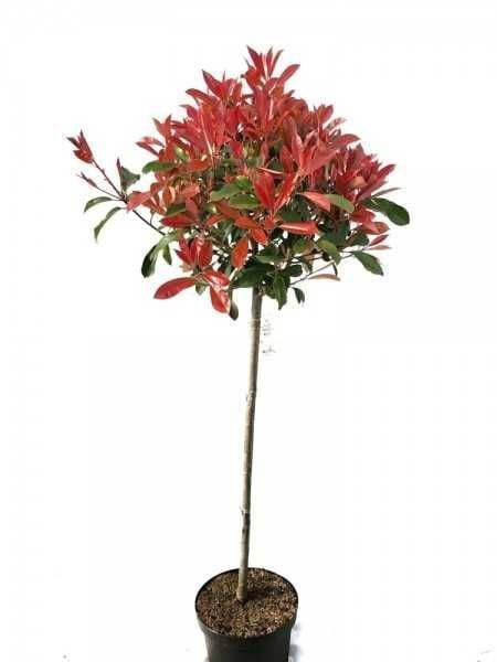 Photinia Globulară Red Rubin la ghiveci