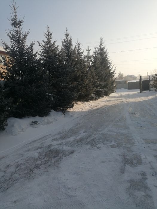 Продам ель зелёную