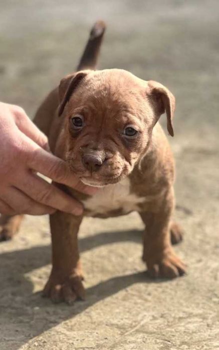 Щенки пит-бультеръера на продажу