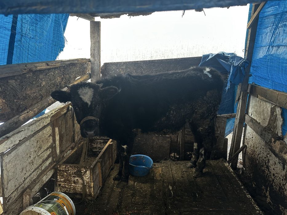 Қашар (тана) 1.5 жасар