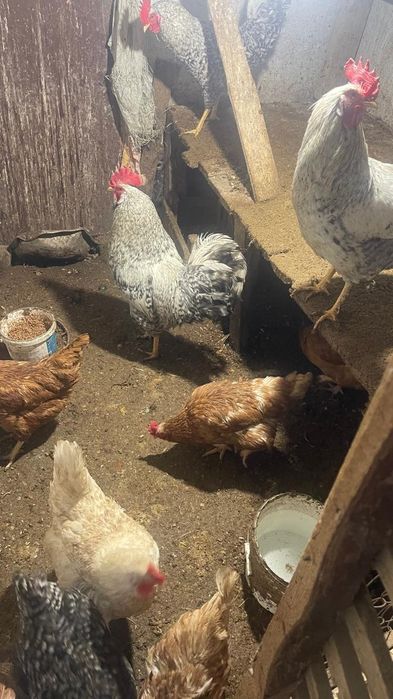 Доминант әтештері сатылады