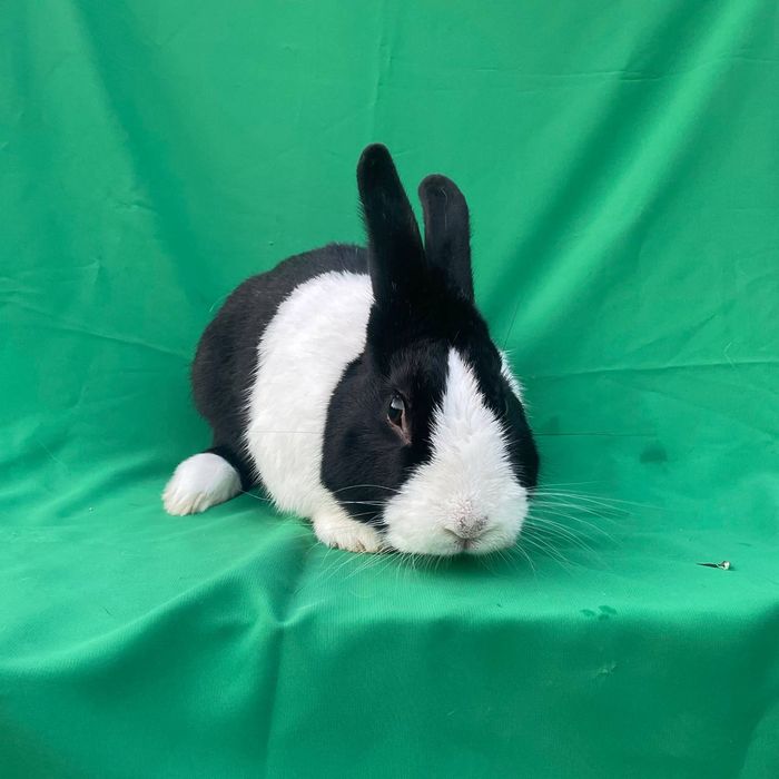 Golland Panda zotli quyon sotiladi