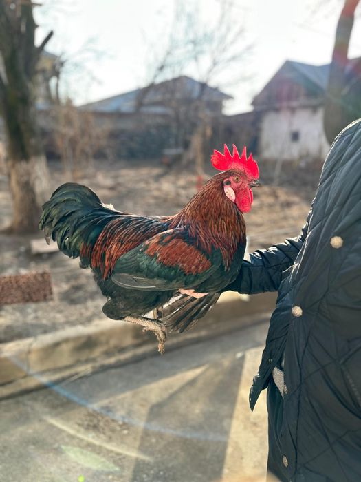 Кораз гигант дубара