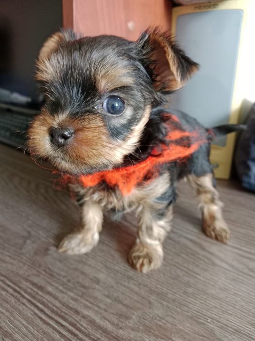 Щенок йоркширского терьера