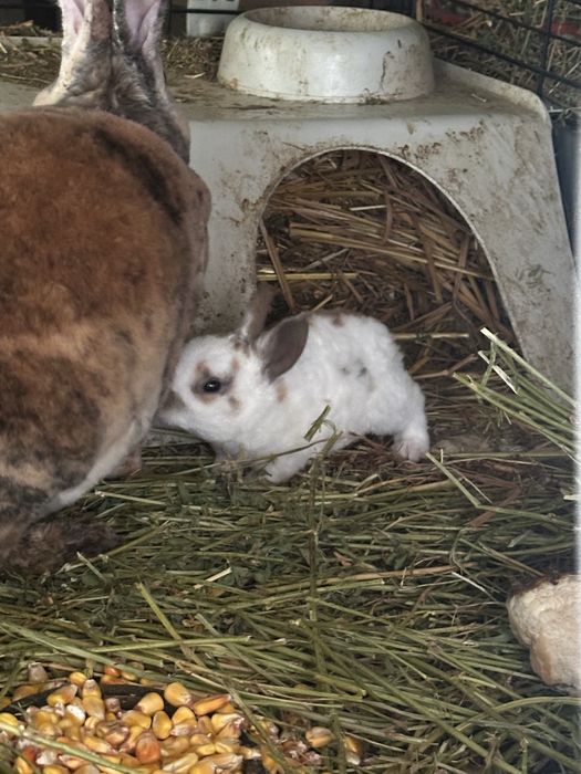 Vand sau schimb iepuri cap de leu si rex pitic