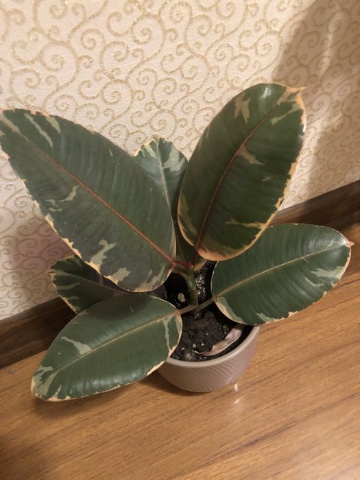 Фикус Белиз королевский