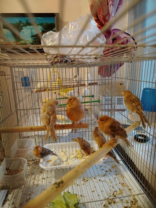 Кушлар сотилади.