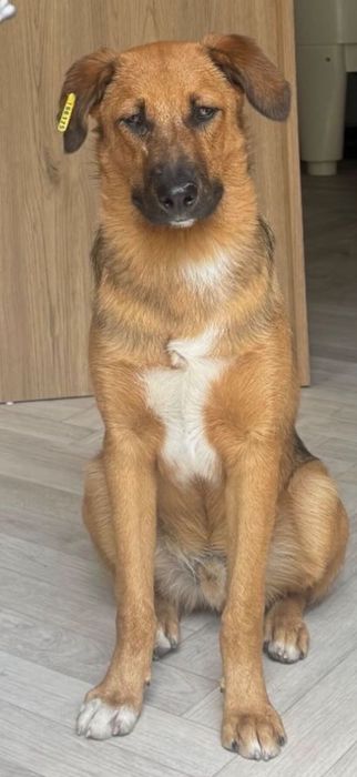 !!!Спешно!!! Търси дом Сашко