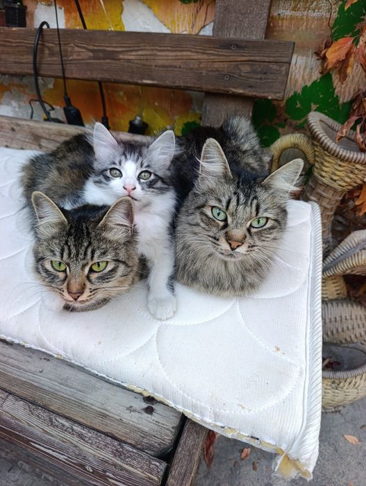 Кот в хорошие руки