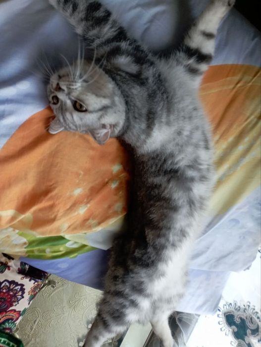 Продается Скоттиш страйт МУЖ