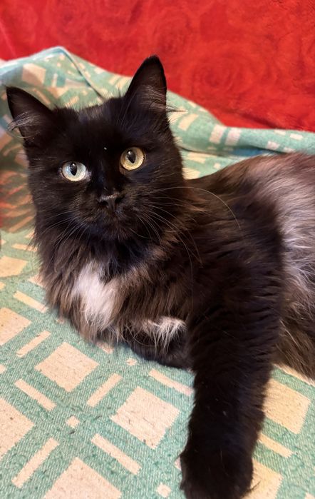 Красавица и умница ищет дом