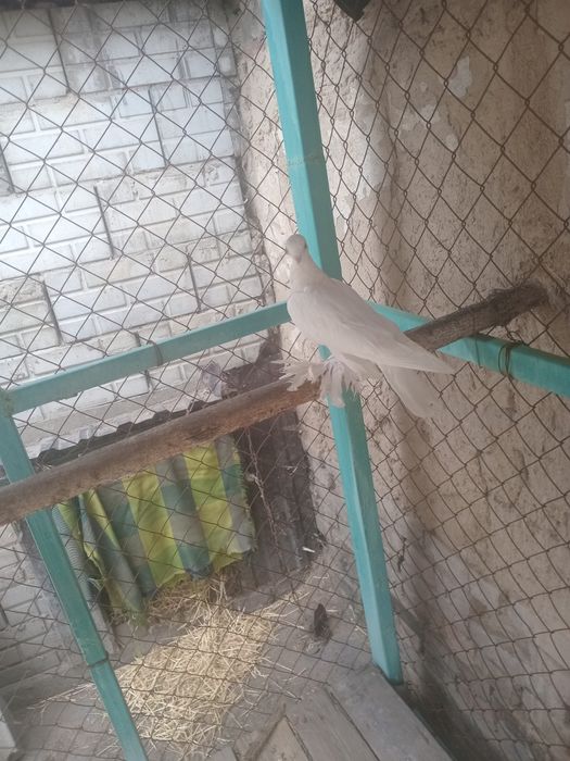 Продам голуби разные