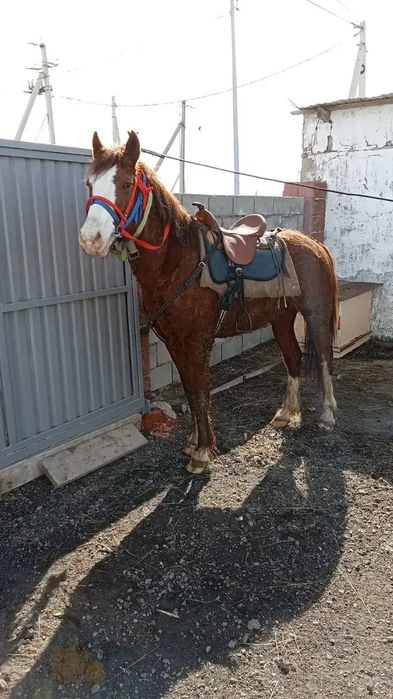 Жеребец верховой 5 лет