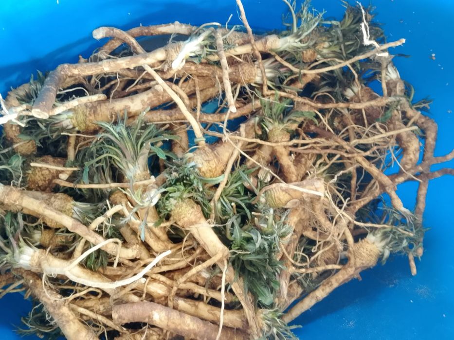 Продается корень хрена