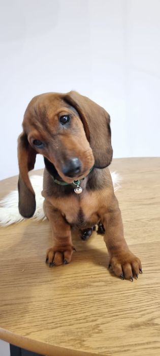 Mascul teckel dachshund tekel