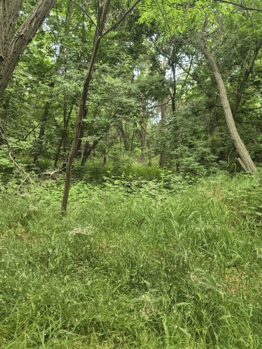 6 соток земли в окружении леса!