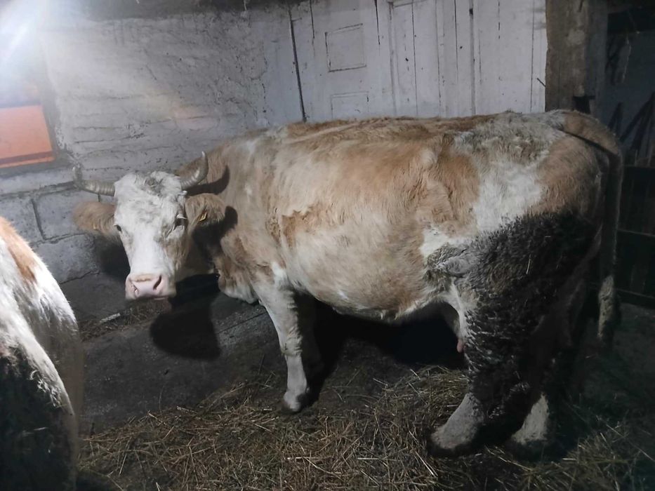 Vând vacă baltata românească