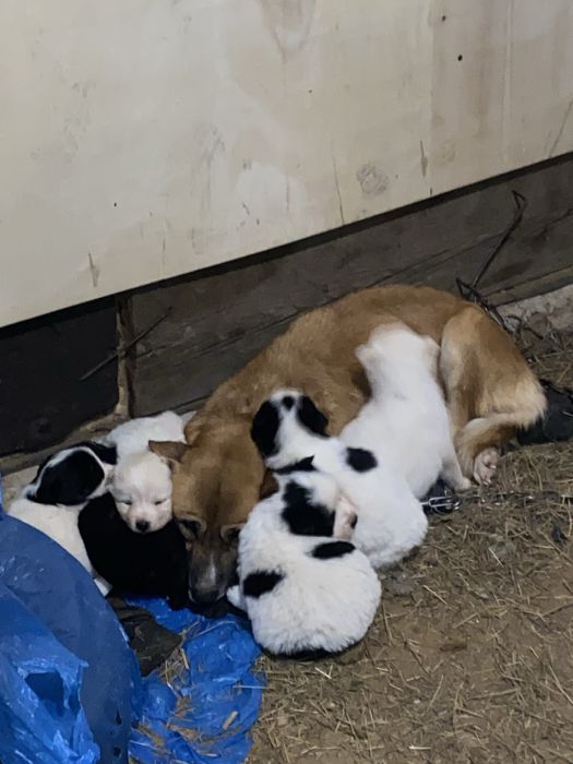 отдам в хорошие руки