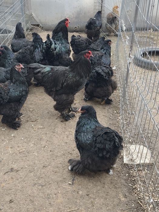 Vând păsări Brahma