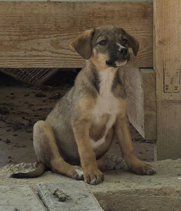 Щенки ищут дом и любящих хозяев