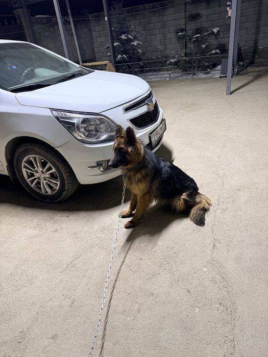 Срочно продам Немецкую овчарку