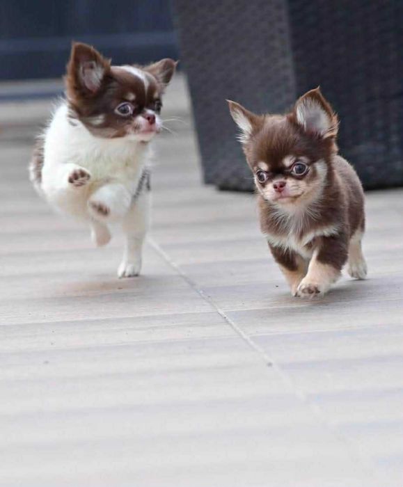 Мъжки дългокосмести мини чихуахуа шоколадови