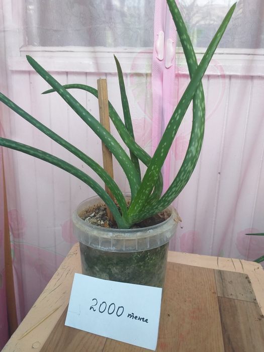 Алоэ вера лечебный