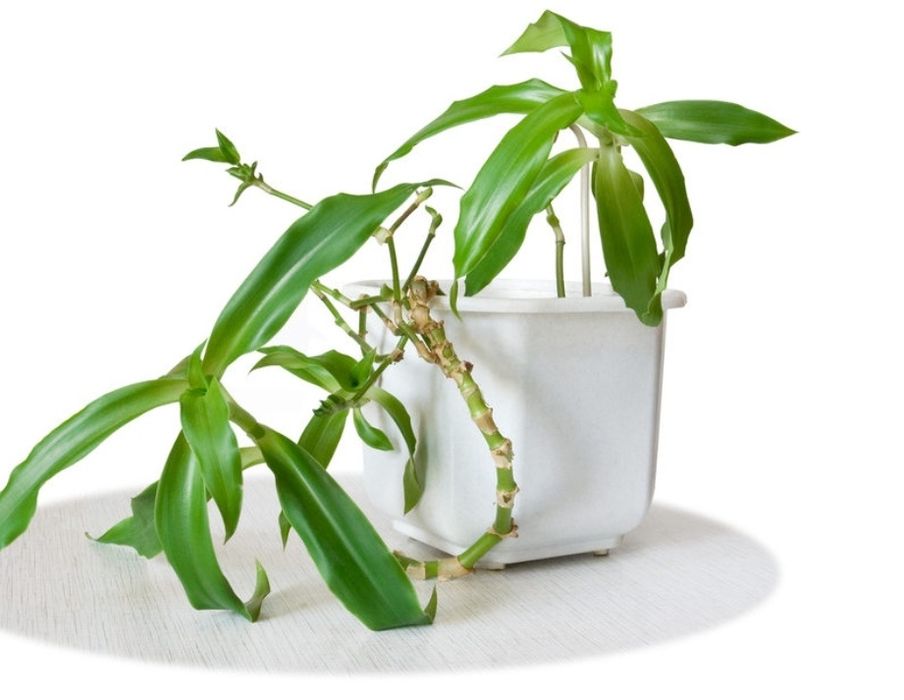 Продам золотой ус