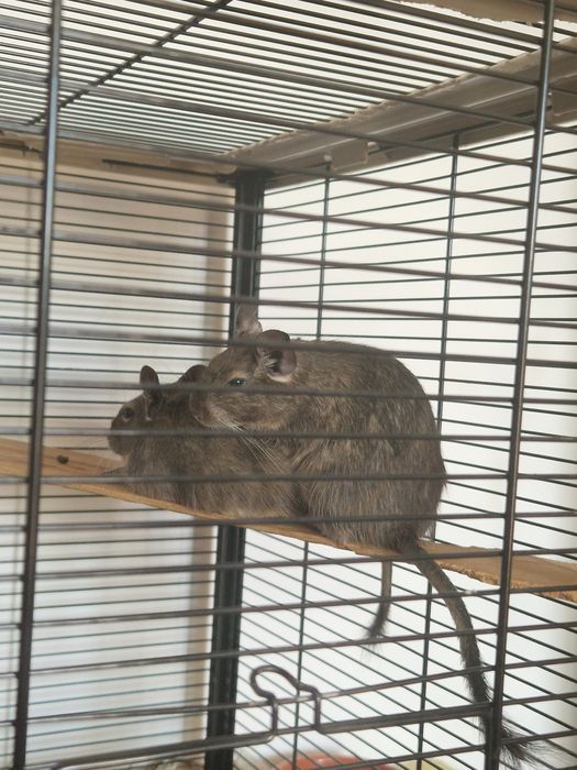 Veveriță degu adultă