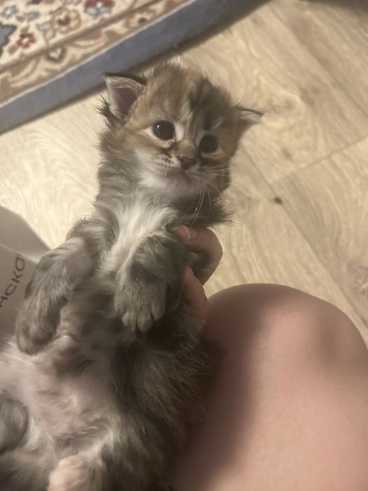 Бронь котят в добрые руки
