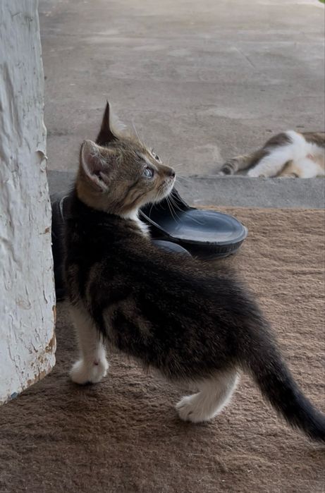 Котенок в добрые руки!!