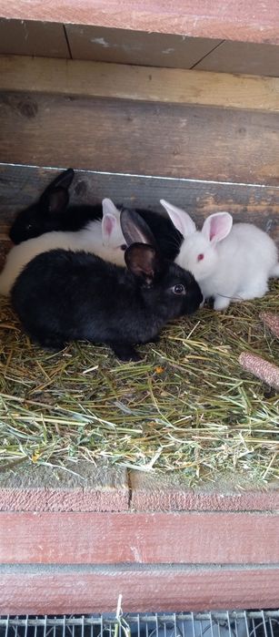 Iepurași pentru paste