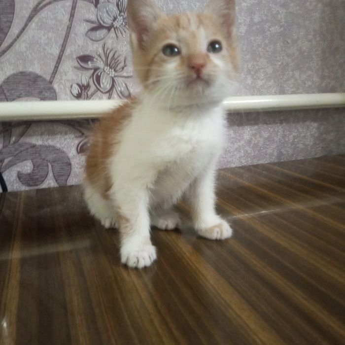 Отдам котика в добрые руки.