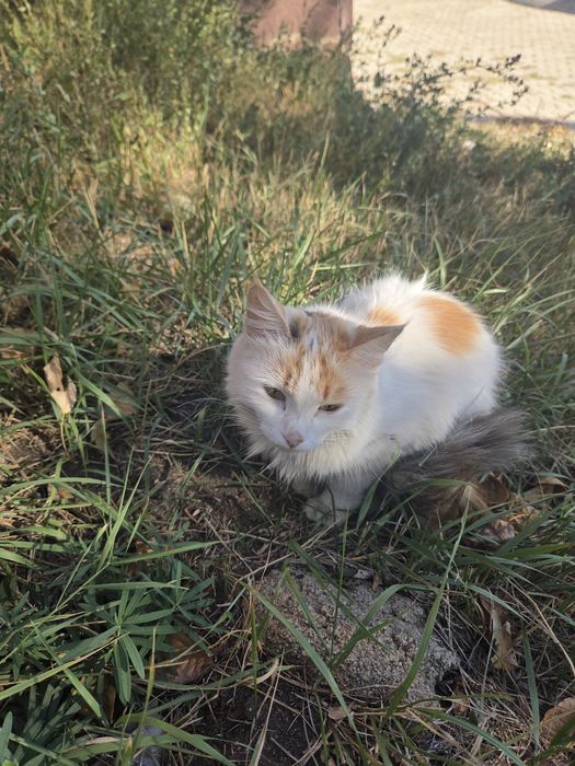 Отдам кошку с котятами