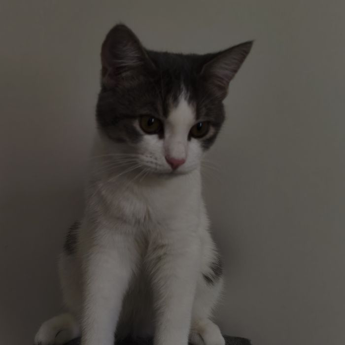 Отдам в хорошие руки кота