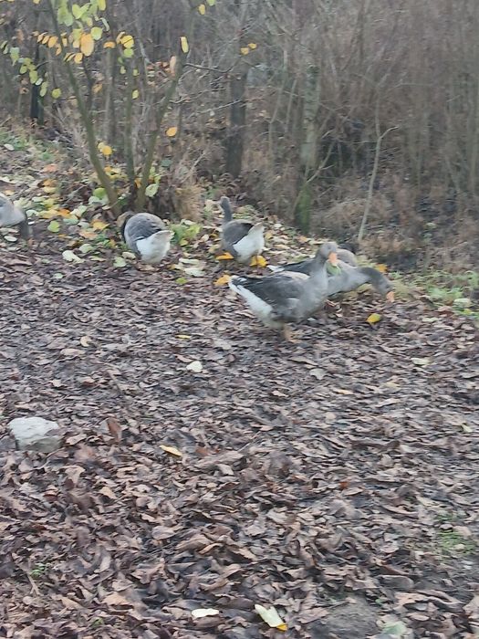 Tineret gasca de vanzare