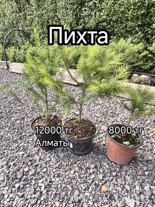 Ель, барбарис, гибискус,пихта