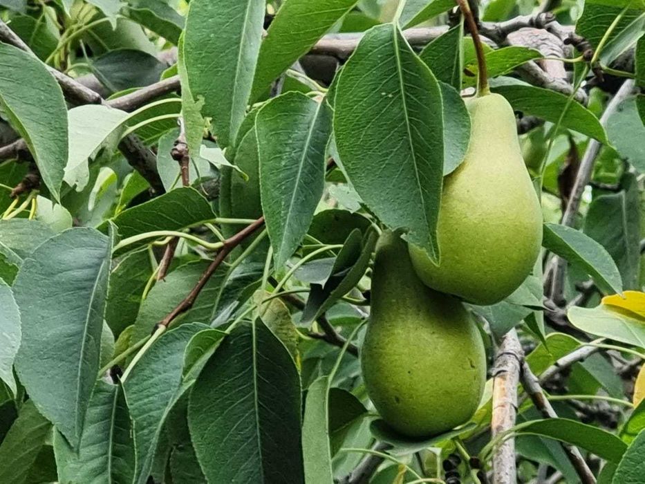 Продам СЛИВУ сочную, сладкую. Самосбор.