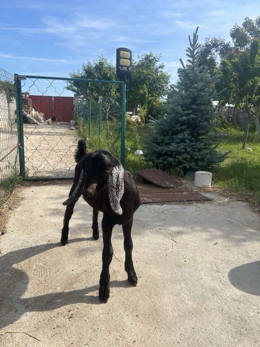 Продавам мъжки англо-нубийски ярета