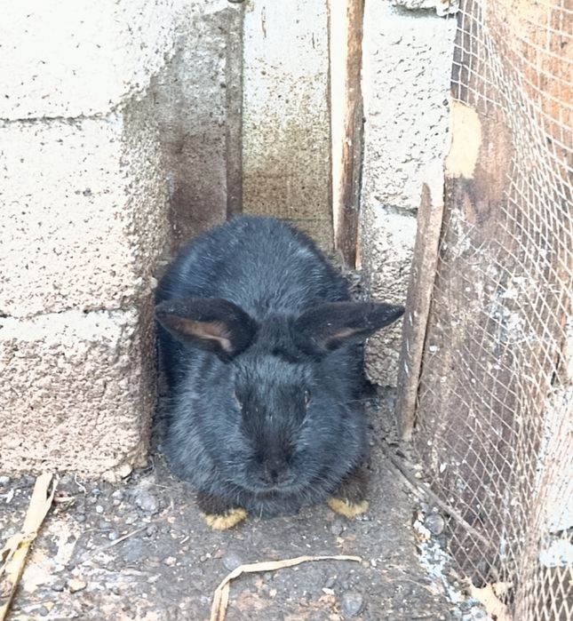 Quyon sotiladi boqiwga goʻwga tayyor boʻgan