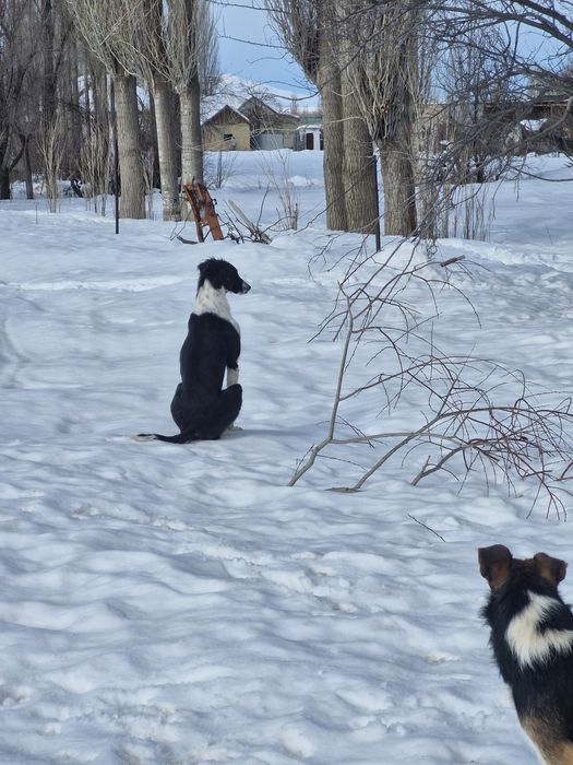 Тазы сатылады 1 жаста