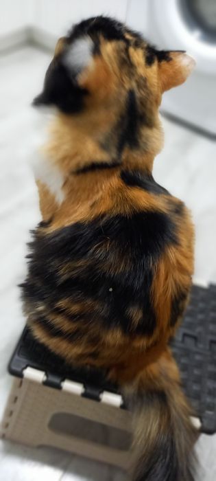 Декоративная кошка