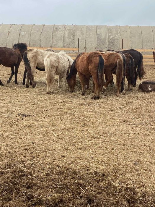 2025 жылғы семіз тайлар сатылады